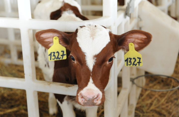 Молочное производство, животноводство
